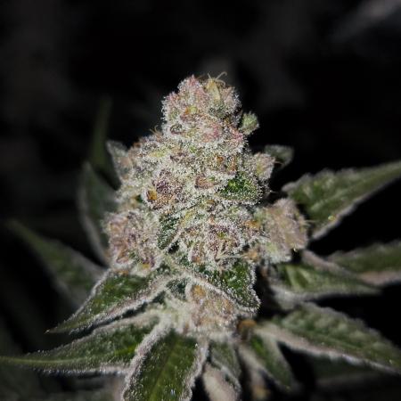 Blueberry