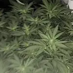 Gorilla Skittlez,Girl scout  Cookies