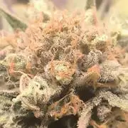 Gorilla Skittlez,Girl scout  Cookies