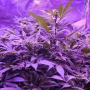 Gorilla Skittlez,Girl scout  Cookies