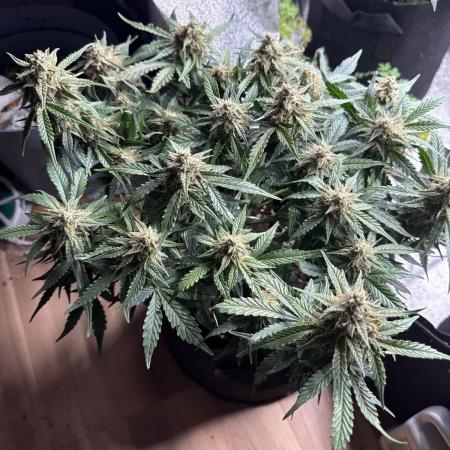 Indoor grape pop rocks