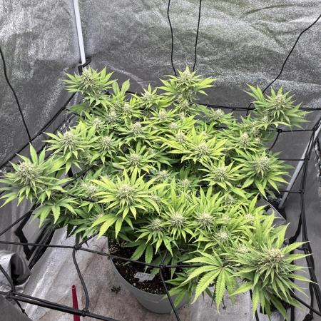 Think thank indoor