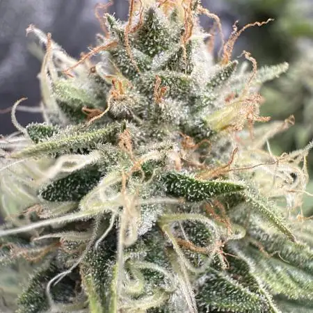 Think thank indoor