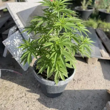 Outdoor Violet Face Auto - Anesia seeds