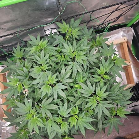 Indoor tent grow
