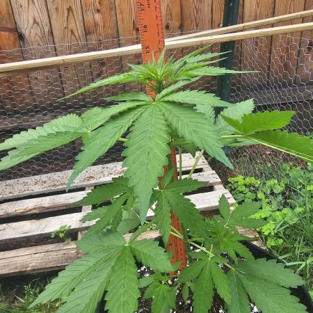 Outdoor Autos