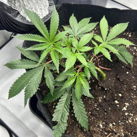 Super Buff Cherry - 60cmx60cm