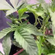 Super Buff Cherry - 60cmx60cm