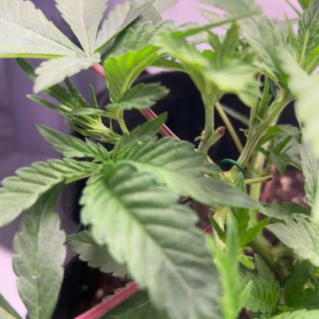 Super Buff Cherry - 60cmx60cm