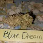 First Grow. Blue Dream Auto
