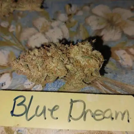 First Grow. Blue Dream Auto