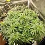 Fastbuds Wedding CheeseCake FF
