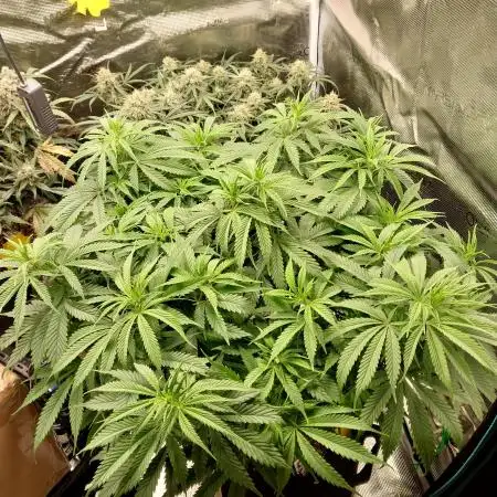 Fastbuds Wedding CheeseCake FF