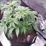 Fastbuds Wedding CheeseCake FF