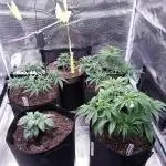 2nd Grow. Mix Strains & Breeders