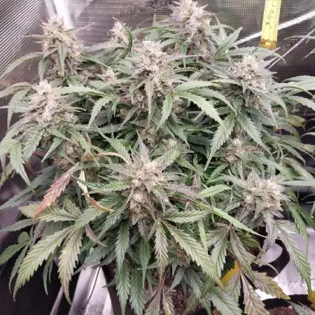 2nd Grow. Mix Strains & Breeders