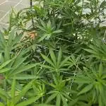 Lucas GDP