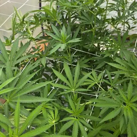 Lucas GDP