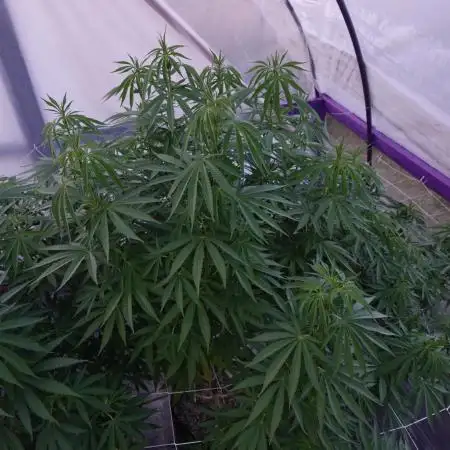 Lucas GDP