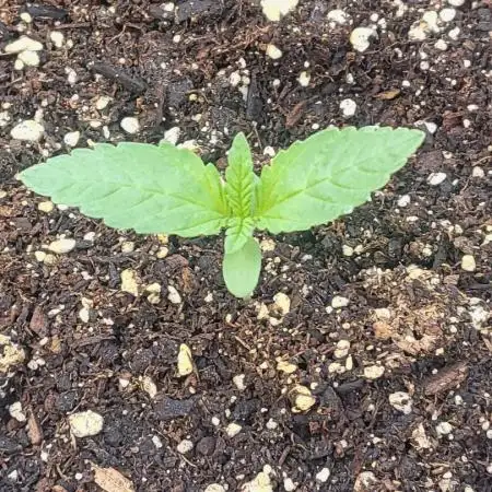 Lucas GDP