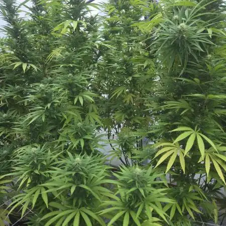 Lucas GDP