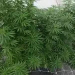 Lucas GDP
