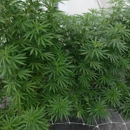 Lucas GDP