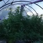 Lucas GDP