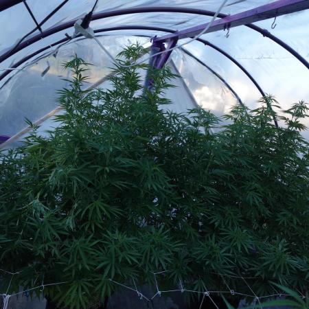 Lucas GDP