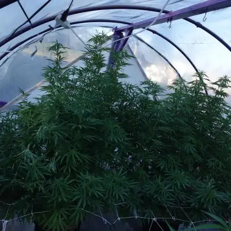 Lucas GDP