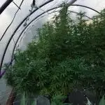Lucas GDP