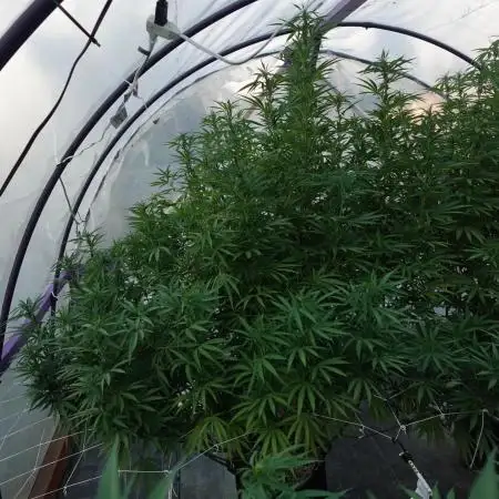 Lucas GDP