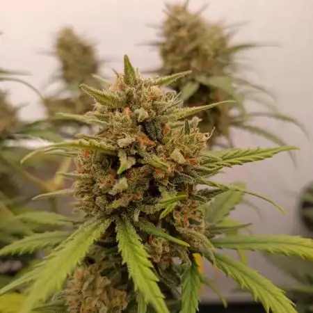 Royal Dwarf. 2nd Ever Grow.