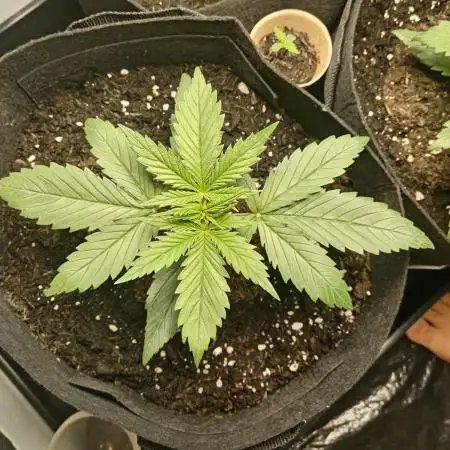 Royal Dwarf. 2nd Ever Grow. Each Week Is Beginning Of.
