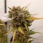 Royal Dwarf. 2nd Ever Grow.