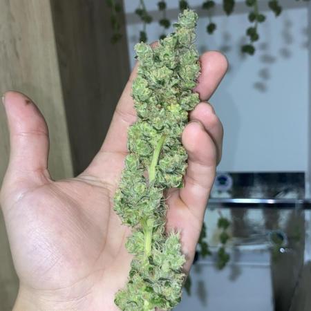 White widow y zinfandel. Principiante, primer cultivo