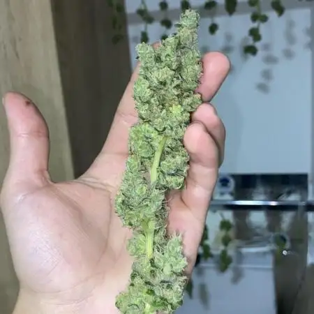 White widow y zinfandel. Principiante, primer cultivo