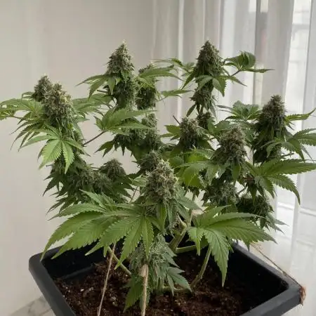 White widow y zinfandel. Principiante, primer cultivo