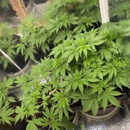 White widow y zinfandel. Principiante, primer cultivo