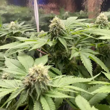 White widow y zinfandel. Principiante, primer cultivo