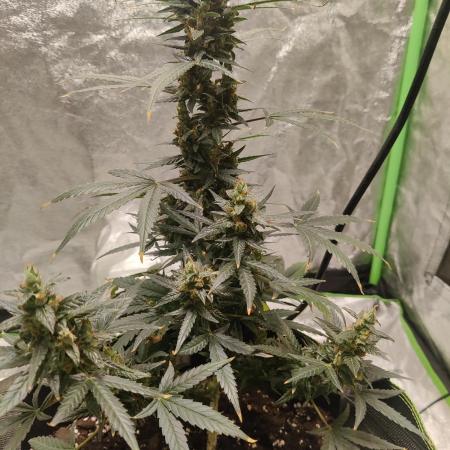 Zkittlez Auto Feminized