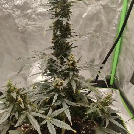 Zkittlez Auto Feminized