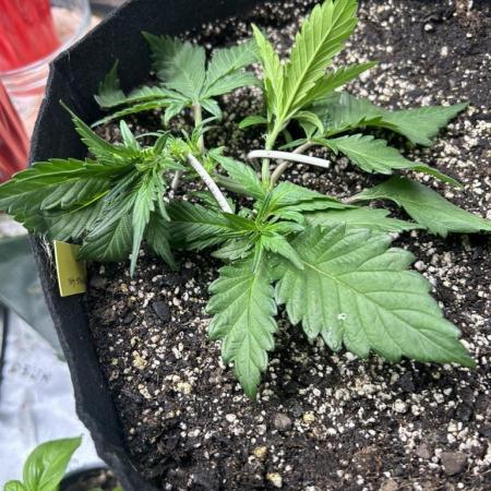 Purple Lemonade Auto