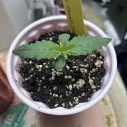 Purple Lemonade Auto