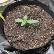 Purple Lemonade Auto