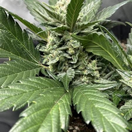 Purple Lemonade Auto