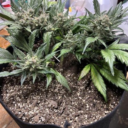 Purple Lemonade Auto