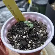 Purple Lemonade Auto