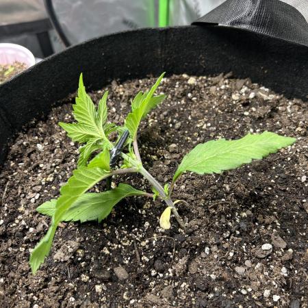 Purple Lemonade Auto