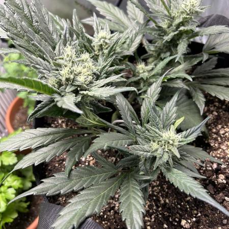 Purple Lemonade Auto